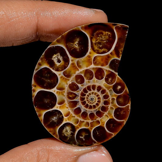Amazing Top Grade Quality 100% Natural Ammonite Shell Shape Cabochon Loose Gemstone For Making Jewelry 78 Ct. 43X32X7 mm V-6829