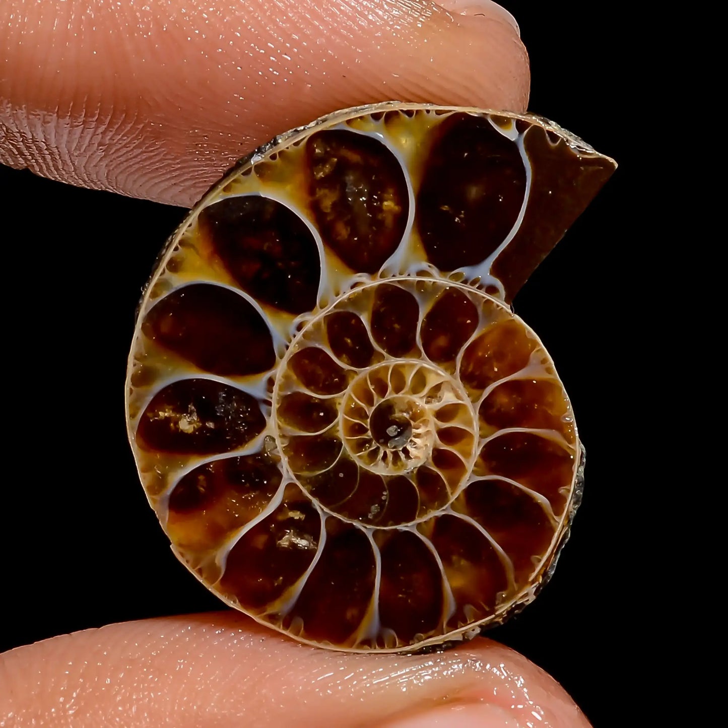 Ammonite Shell Shape Cabochon Loose Gemstone Natural 17.5 Ct. 23X19X5 mm V-6837