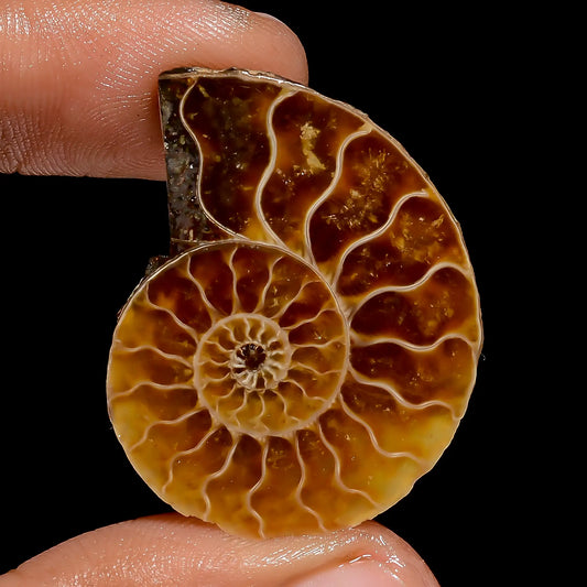 Ammonite Shell Shape Cabochon Loose Gemstone Natural 33 Ct. 33X25X6 mm V-6838