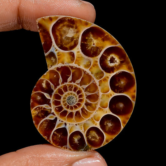 Ammonite Shell Shape Cabochon Loose Gemstone Natural 76.5 Ct. 43X33X7 mm V-6839