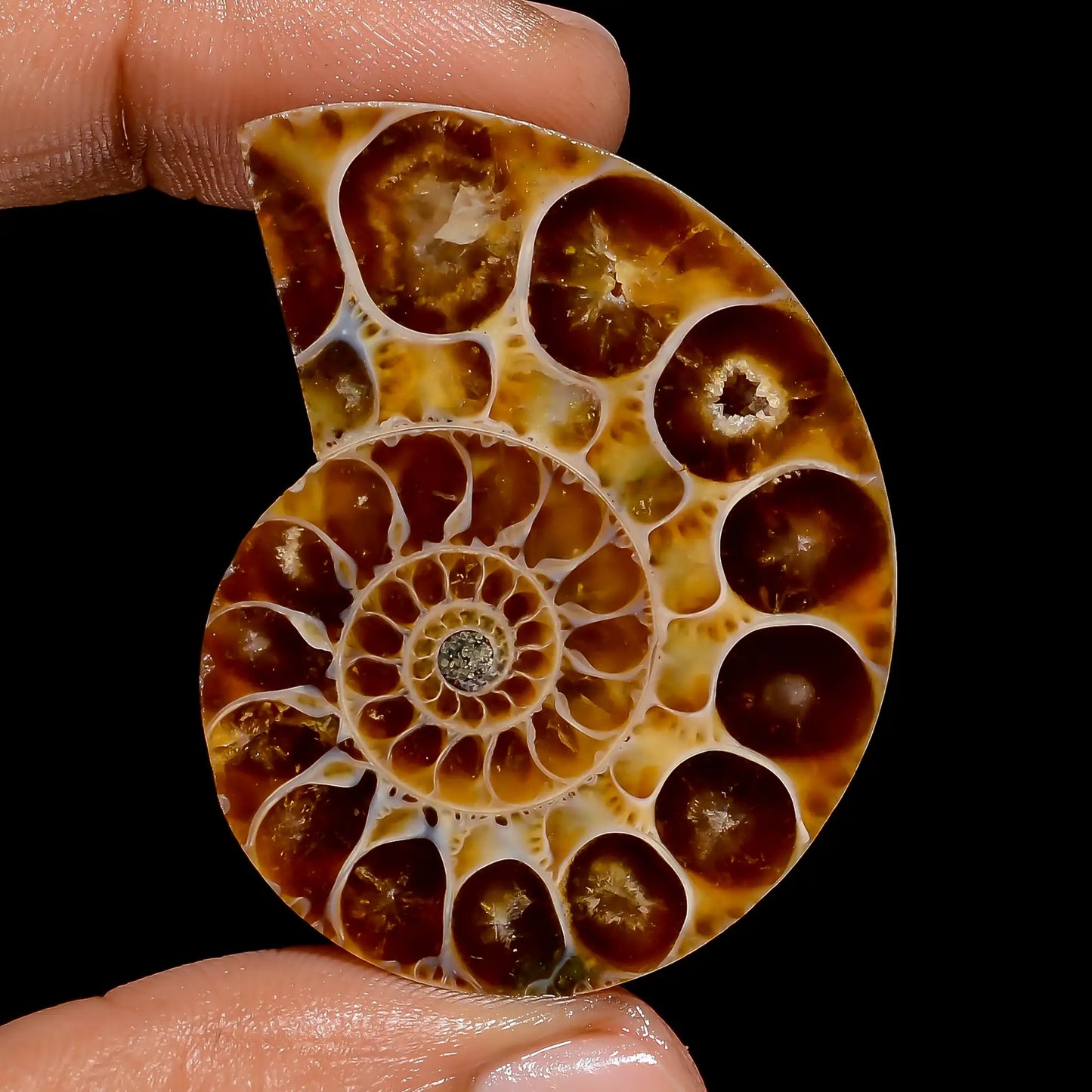 Ammonite Shell Shape Cabochon Loose Gemstone Natural 76.5 Ct. 43X33X7 mm V-6839
