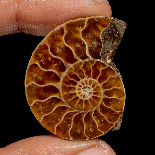 Ammonite Shell Shape Cabochon Loose Gemstone Natural 32.5 Ct. 33X26X5 mm V-6840