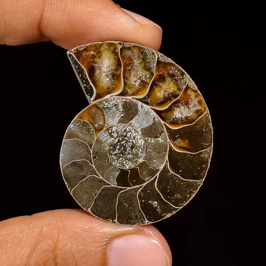 Attractive Top Grade Quality 100% Natural Ammonite Fancy Shape Cabochon Loose Gemstone For Making Jewelry 62 Ct. 38X31X8 mm V-1445