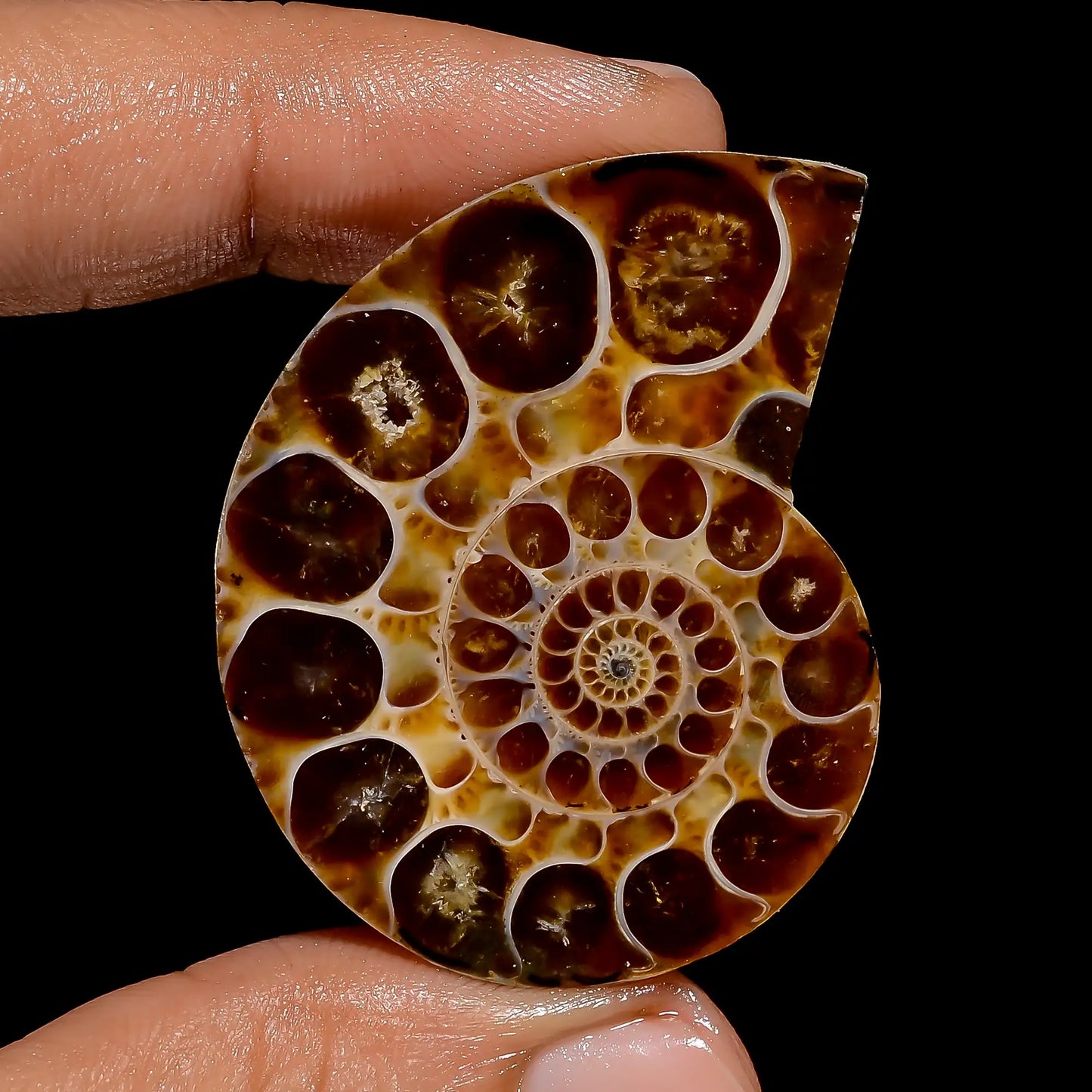 Amazing Top Grade Quality 100% Natural Ammonite Shell Shape Cabochon Loose Gemstone For Making Jewelry 78 Ct. 43X32X7 mm V-6829