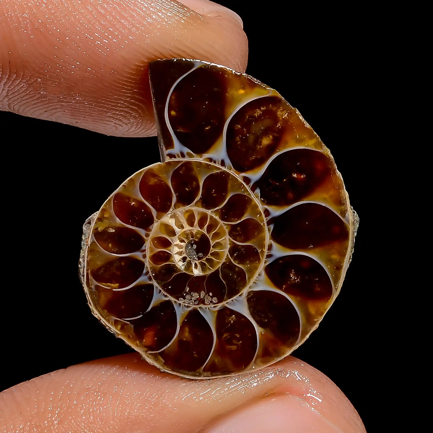 Attractive Top Grade Quality 100% Natural Ammonite Shell Shape Cabochon Loose Gemstone For Making Jewelry 17 Ct. 22X19X5 mm V-6830