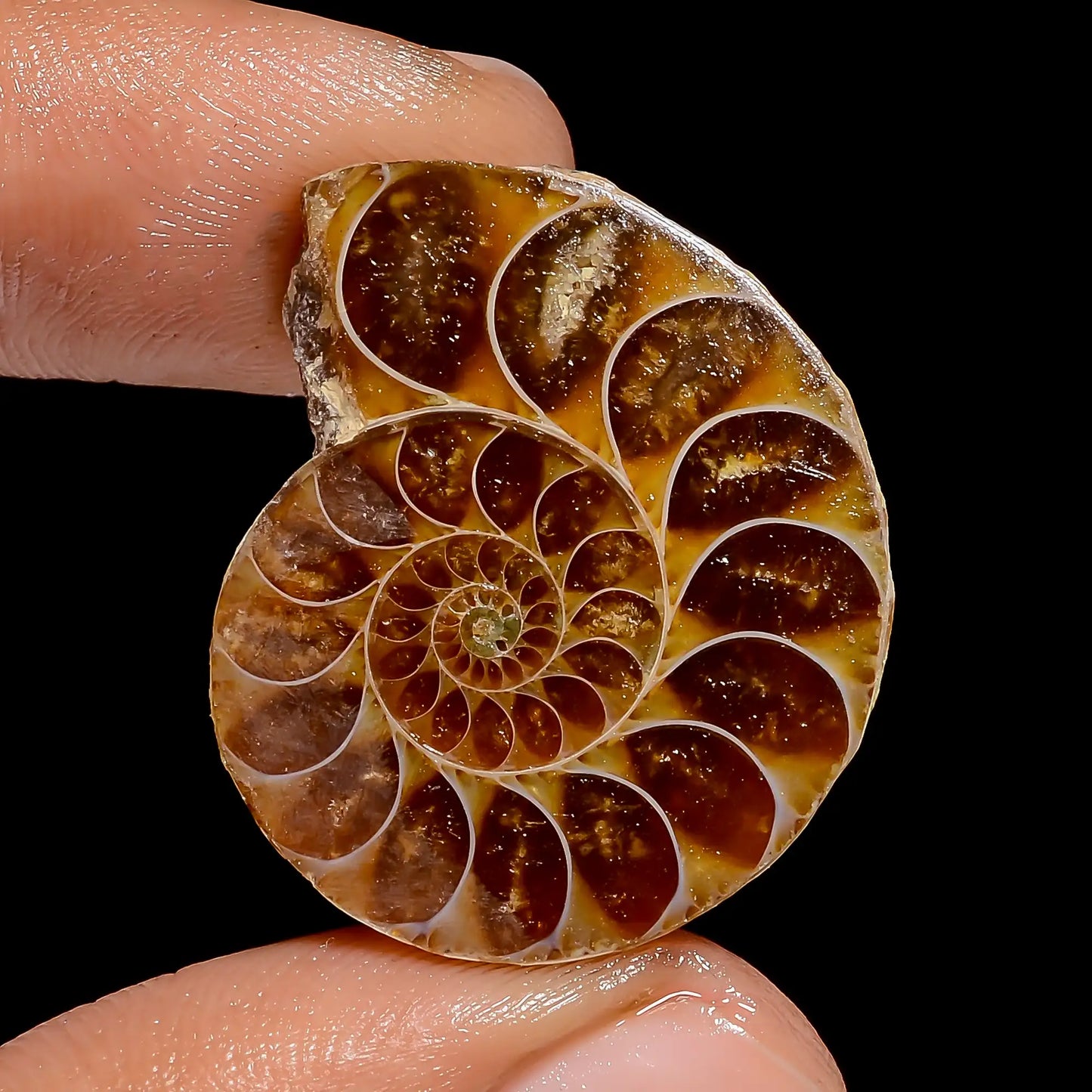 Awesome Top Grade Quality 100% Natural Ammonite Shell Shape Cabochon Loose Gemstone For Making Jewelry 31 Ct. 27X22X7 mm V-6831