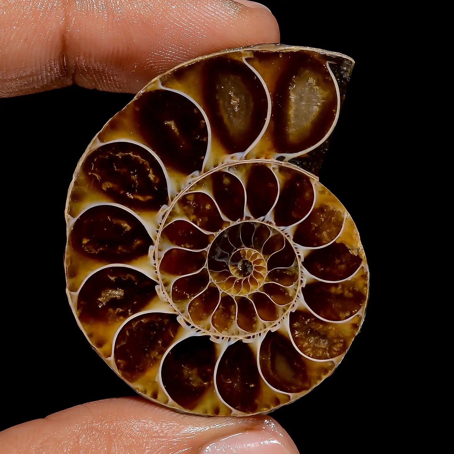 Beautiful Top Grade Quality 100% Natural Ammonite Shell Shape Cabochon Loose Gemstone For Making Jewelry 105 Ct. 43X34X9 mm V-6832