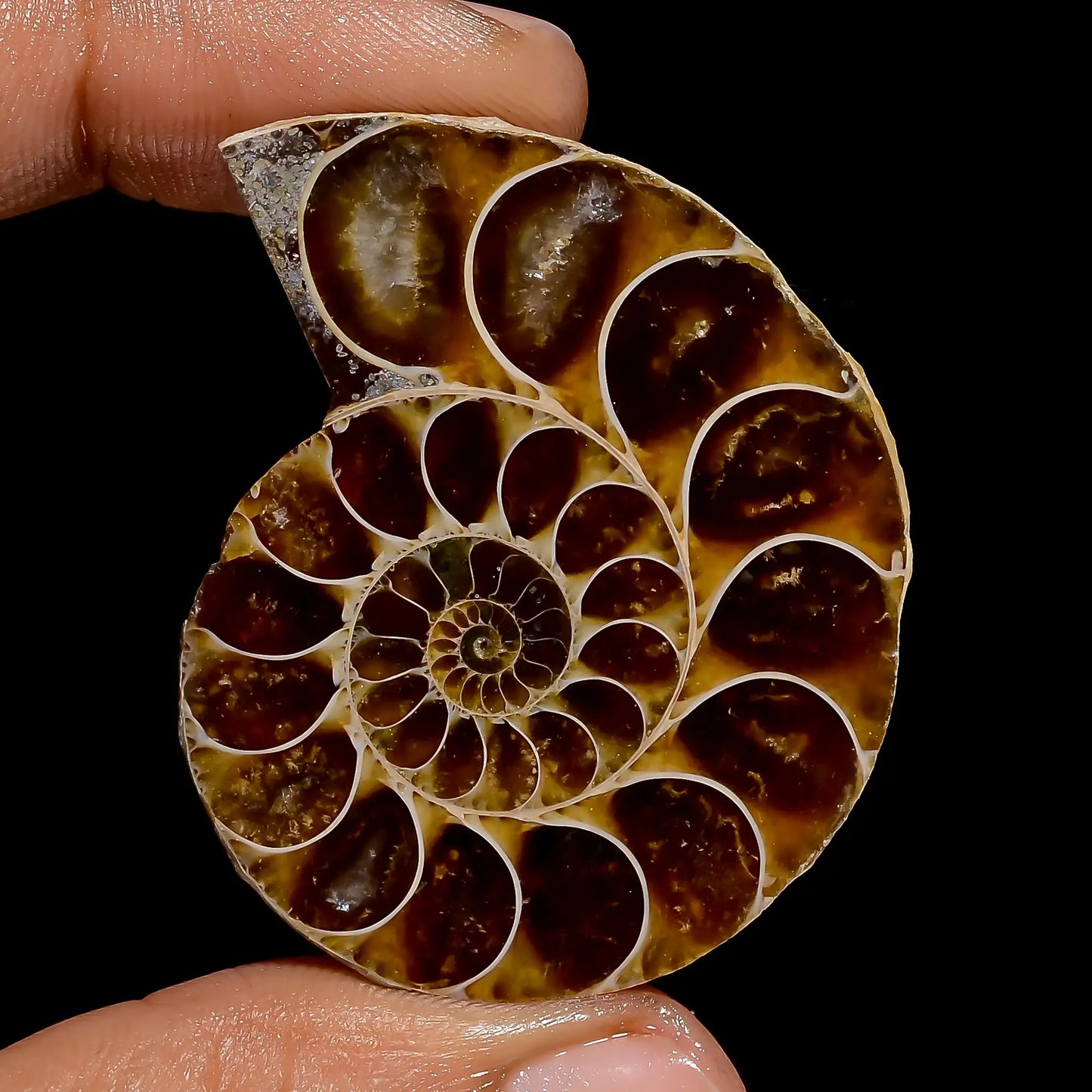 Classic Top Grade Quality 100% Natural Ammonite Shell Shape Cabochon Loose Gemstone For Making Jewelry 111 Ct. 42X35X9 mm V-6833