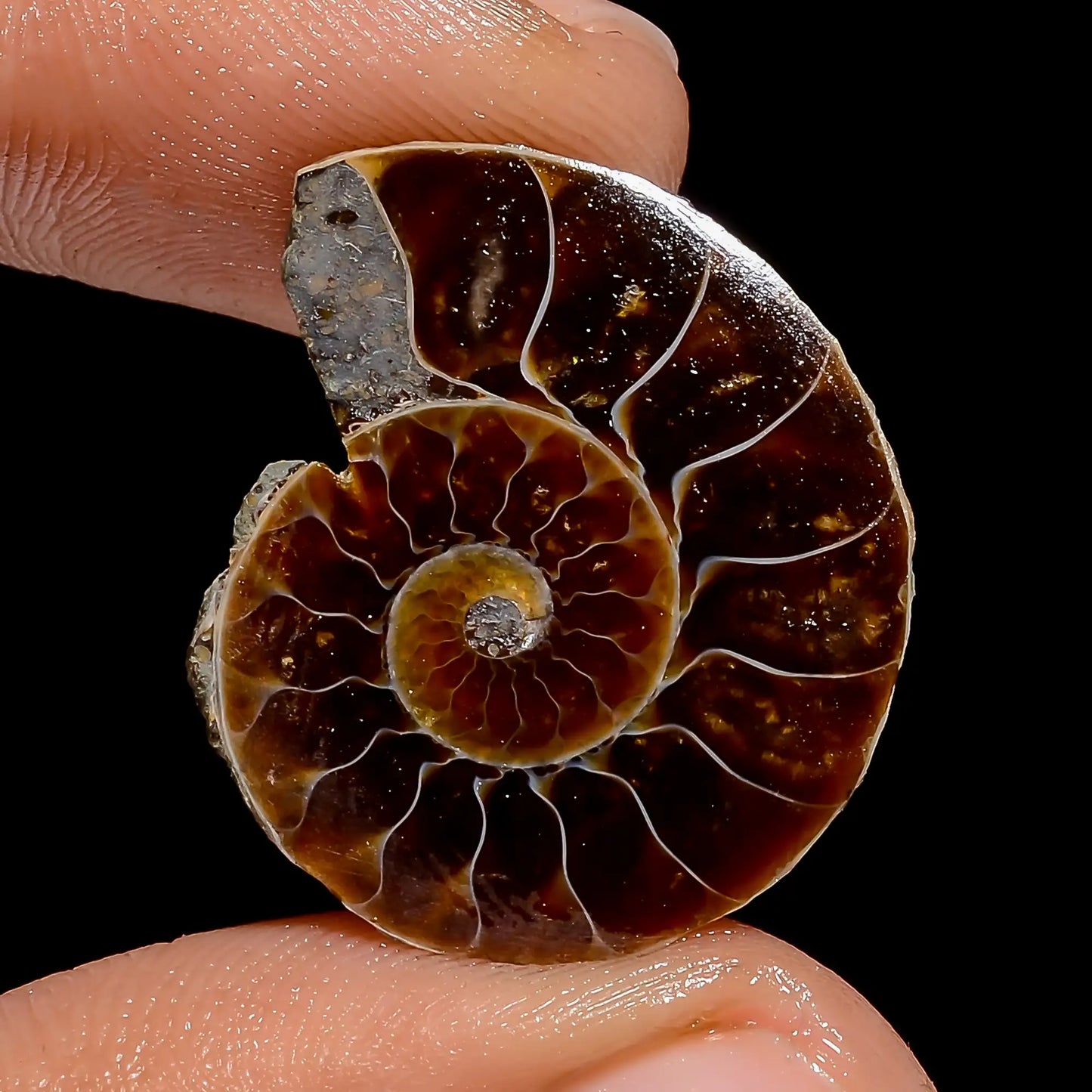 Dazzling Top Grade Quality 100% Natural Ammonite Shell Shape Cabochon Loose Gemstone For Making Jewelry 14.5 Ct. 23X20X5 mm V-6834