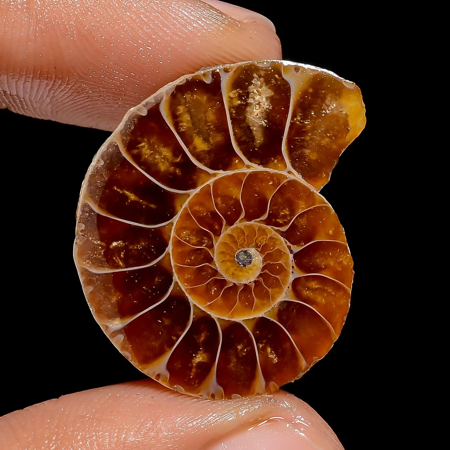 Excellent Top Grade Quality 100% Natural Ammonite Shell Shape Cabochon Loose Gemstone For Making Jewelry 24 Ct. 26X21X5 mm V-6835