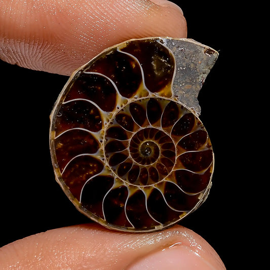 Exclusive Top Grade Quality 100% Natural Ammonite Shell Shape Cabochon Loose Gemstone For Making Jewelry 25 Ct. 24X20X6 mm V-6836