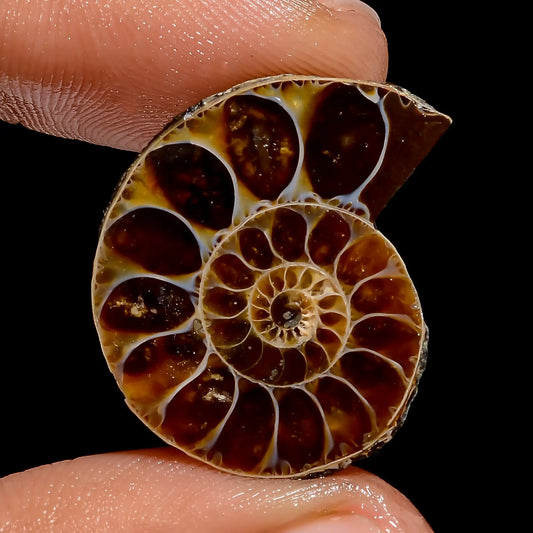 Elegant Top Grade Quality 100% Natural Ammonite Shell Shape Cabochon Loose Gemstone For Making Jewelry 17.5 Ct. 23X19X5 mm V-6837