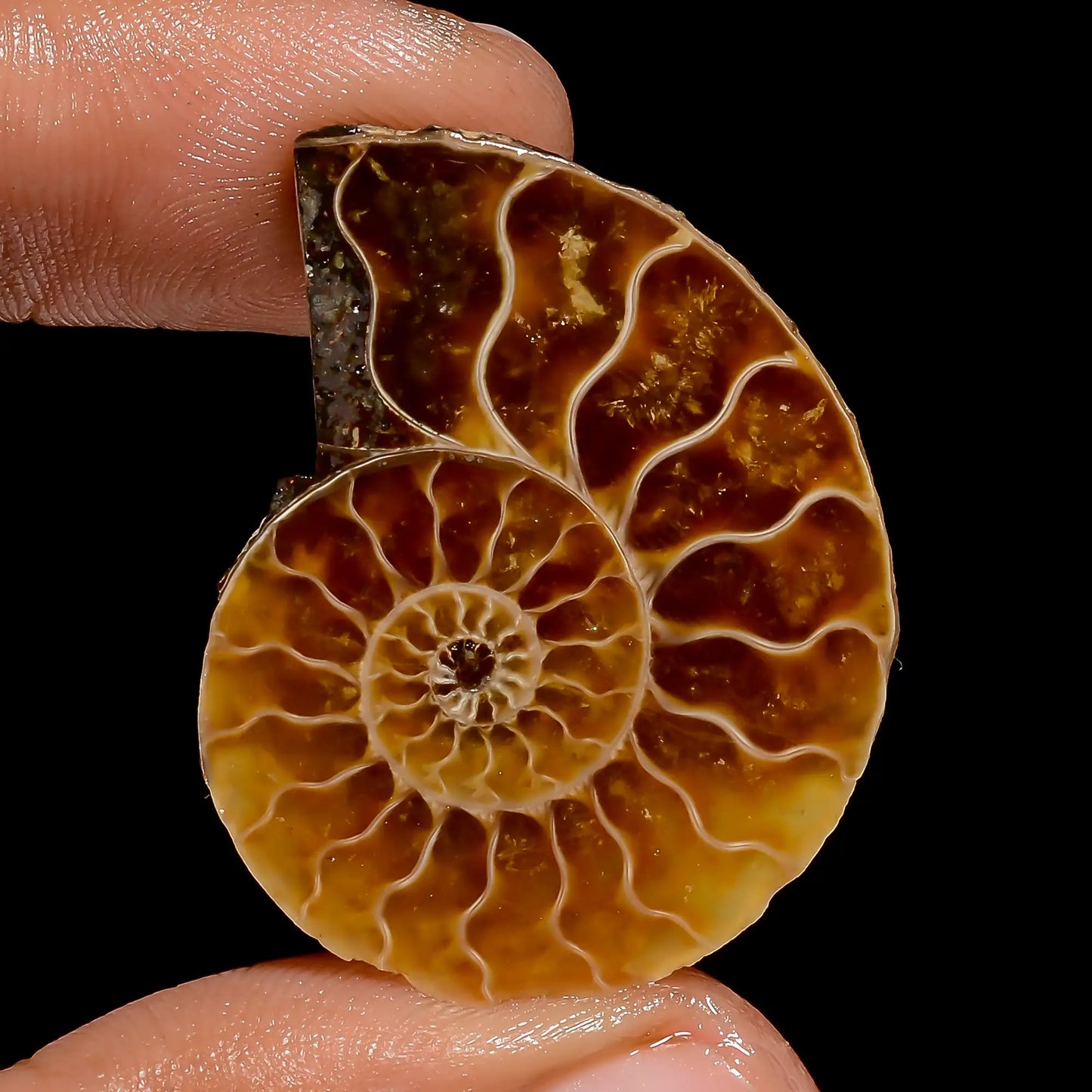 Fantastic Top Grade Quality 100% Natural Ammonite Shell Shape Cabochon Loose Gemstone For Making Jewelry 33 Ct. 33X25X6 mm V-6838