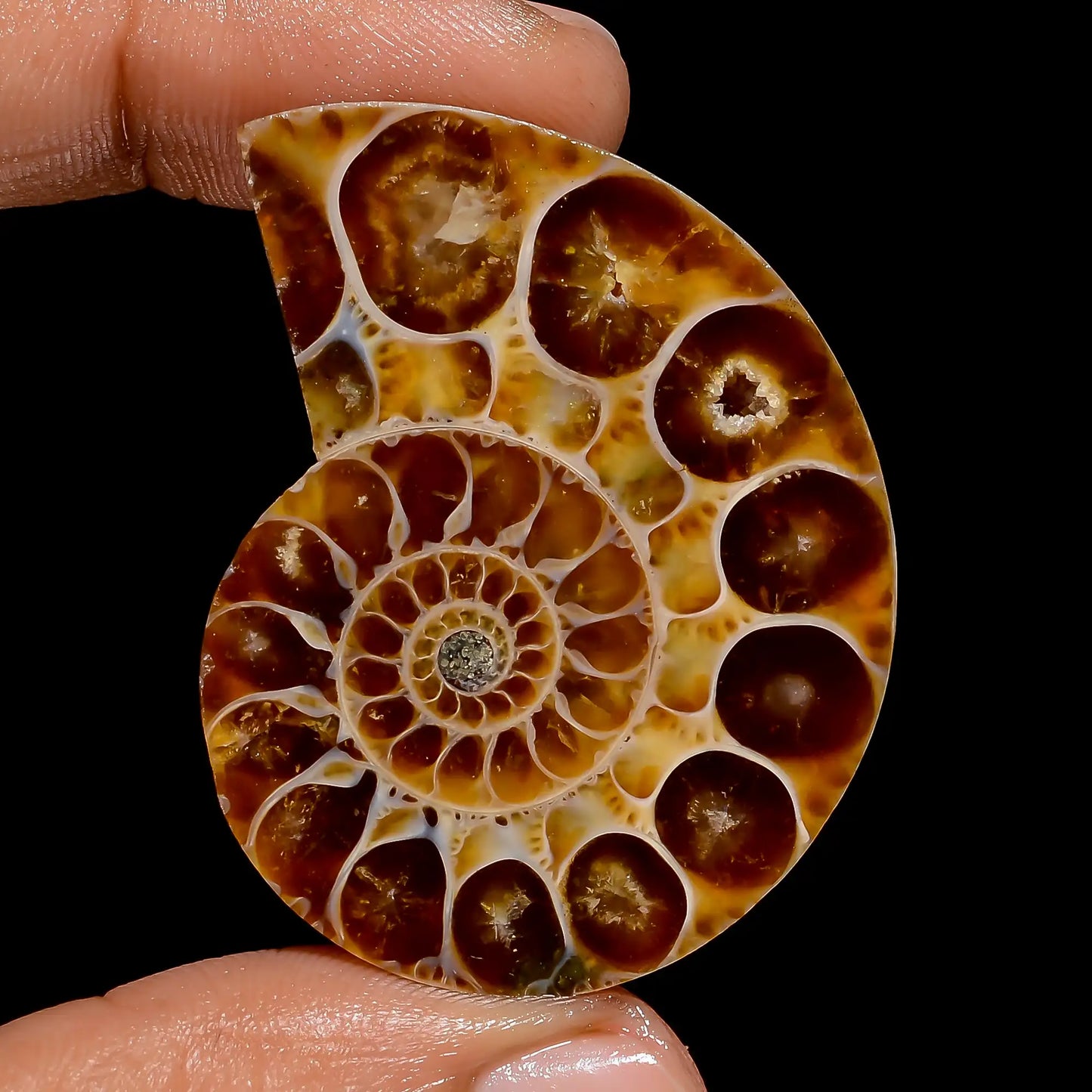 Gorgeous Top Grade Quality 100% Natural Ammonite Shell Shape Cabochon Loose Gemstone For Making Jewelry 76.5 Ct. 43X33X7 mm V-6839