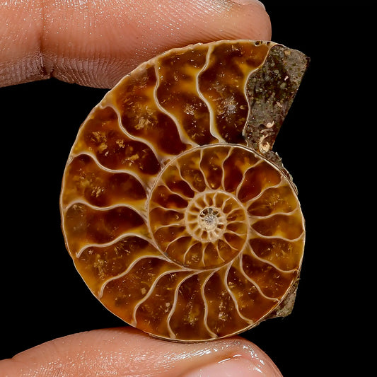 Immaculate Top Grade Quality 100% Natural Ammonite Shell Shape Cabochon Loose Gemstone For Making Jewelry 32.5 Ct. 33X26X5 mm V-6840