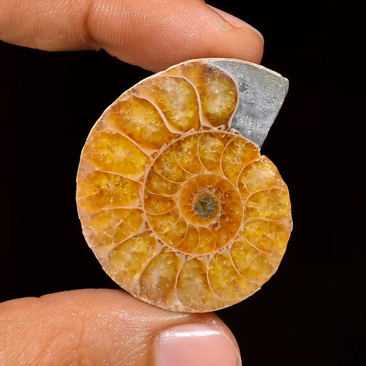 Unique Top Grade Quality 100% Natural Ammonite Fancy Shape Cabochon Loose Gemstone For Making Jewelry 60.5 Ct. 36X30X8 mm V-1442