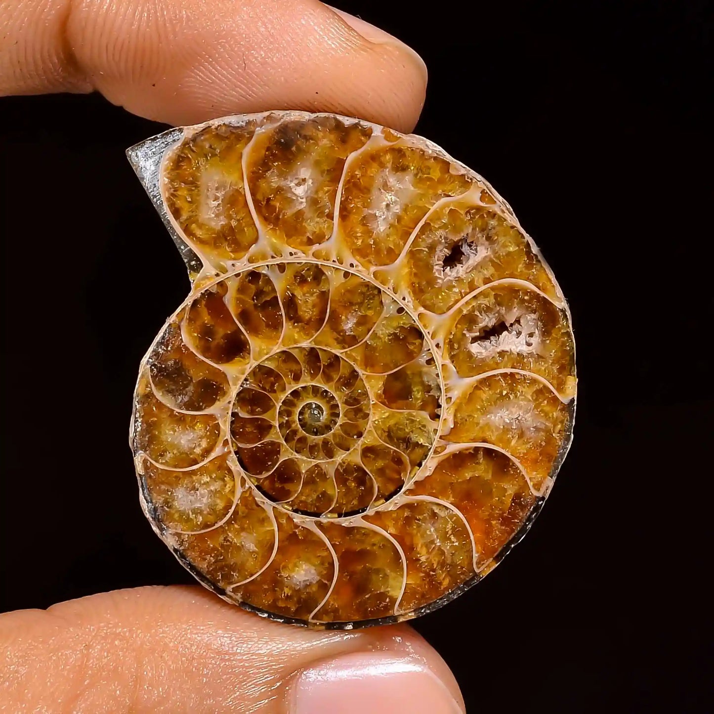 Wonderful Top Grade Quality 100% Natural Ammonite Fancy Shape Cabochon Loose Gemstone For Making Jewelry 83 Ct. 36X29X10 mm V-1443