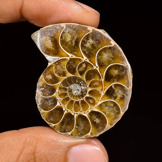 Awesome Top Grade Quality 100% Natural Ammonite Fancy Shape Cabochon Loose Gemstone For Making Jewelry 80.5 Ct. 38X30X10 mm V-1446