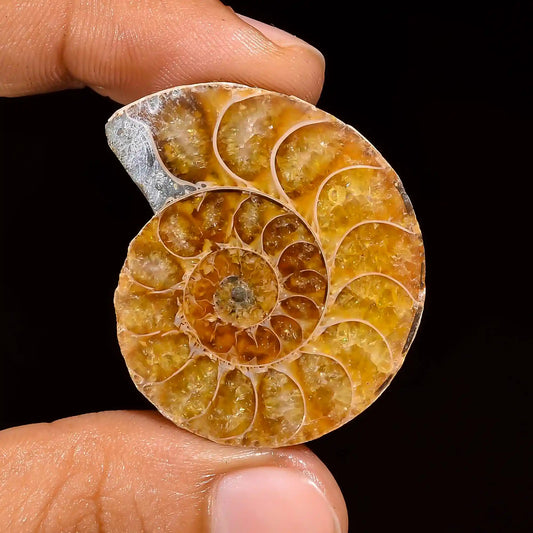 Beautiful Top Grade Quality 100% Natural Ammonite Fancy Shape Cabochon Loose Gemstone For Making Jewelry 63 Ct. 36X29X8 mm V-1447